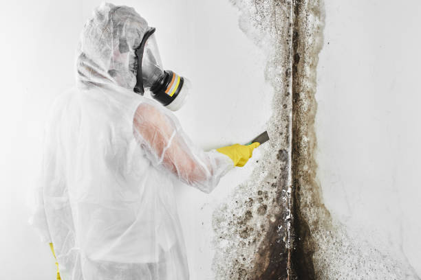 Best Commercial Mold Removal  in Trenton, NJ