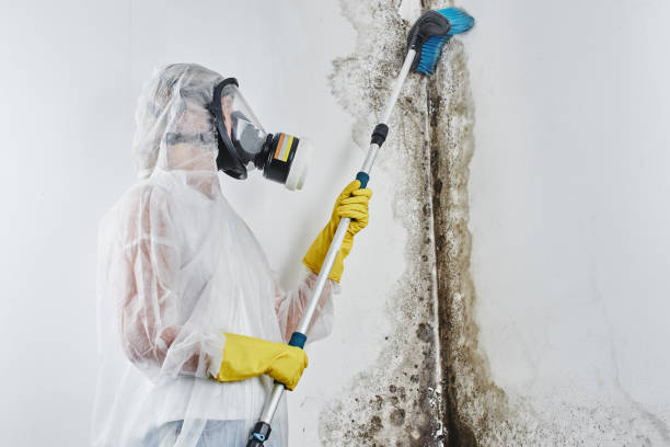 Best Attic Mold Removal  in Trenton, NJ
