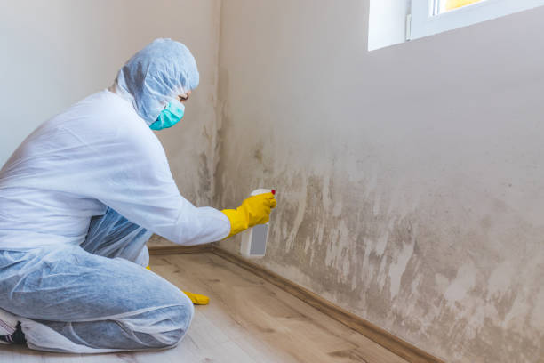 Best Toxic Mold Removal  in Trenton, NJ