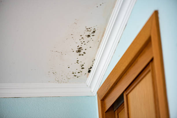 Best Crawl Space Mold Removal  in Trenton, NJ