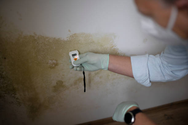 Best Office Mold Removal Services  in Trenton, NJ