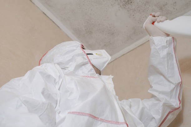 Certified Mold Removal in Trenton, NJ