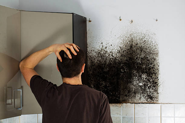 Best Certified Mold Removal  in Trenton, NJ