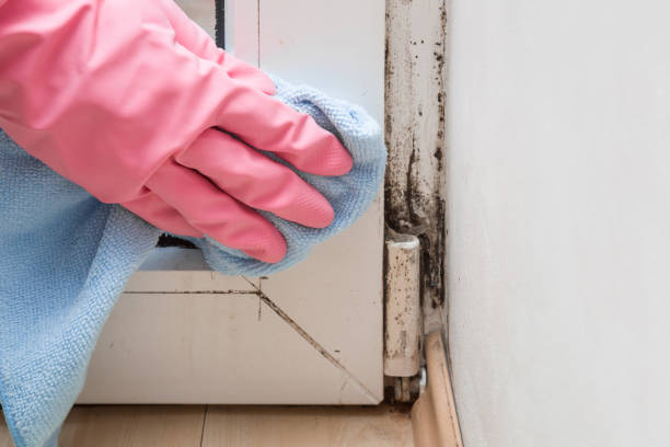 Best Mold Inspection  in Trenton, NJ