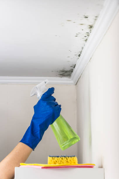 Best Mold Testing  in Trenton, NJ