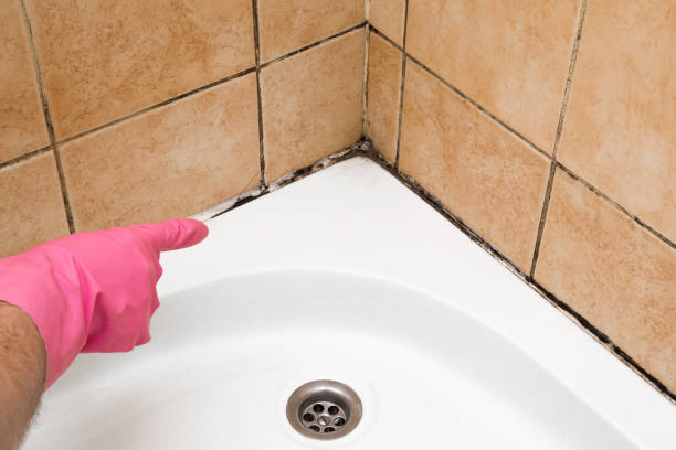 Best Professional Mold Removal  in Trenton, NJ